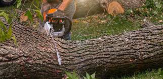 Best Arborist Consultation Services  in Nellysford, VA