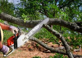 Tree and Shrub Care in Nellysford, VA