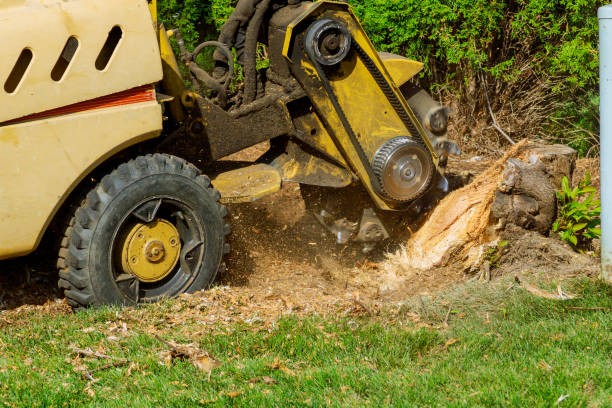 Best Lawn Mowing  in Nellysford, VA