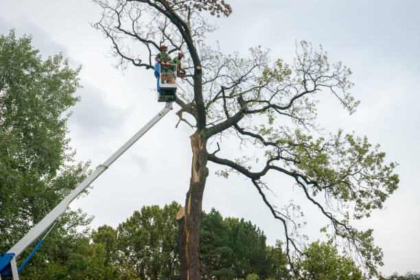 Best Tree Health Inspection  in Nellysford, VA