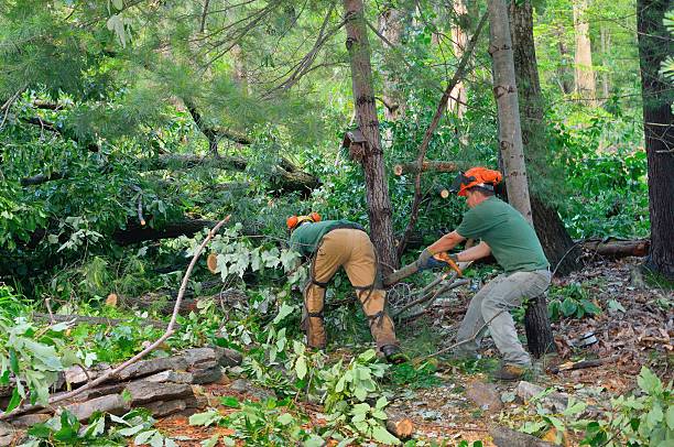Best Organic Lawn Care Solutions  in Nellysford, VA