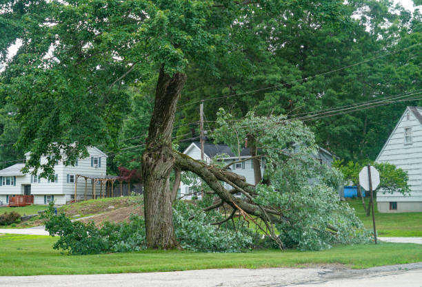 Best Fruit Tree Pruning  in Nellysford, VA