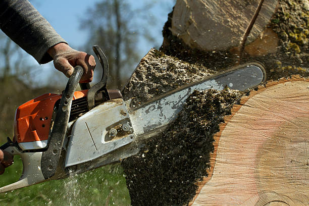 How Our Tree Care Process Works  in  Nellysford, VA