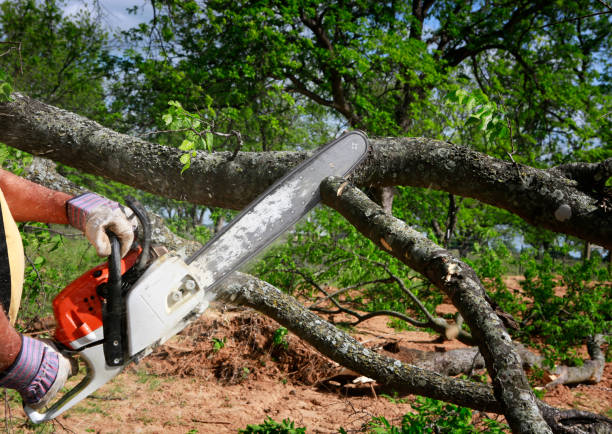 Best Tree Trimming and Pruning  in Nellysford, VA
